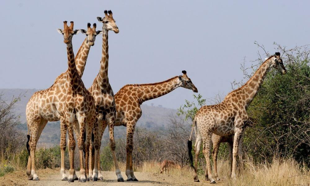 Nairobi Nationalpark